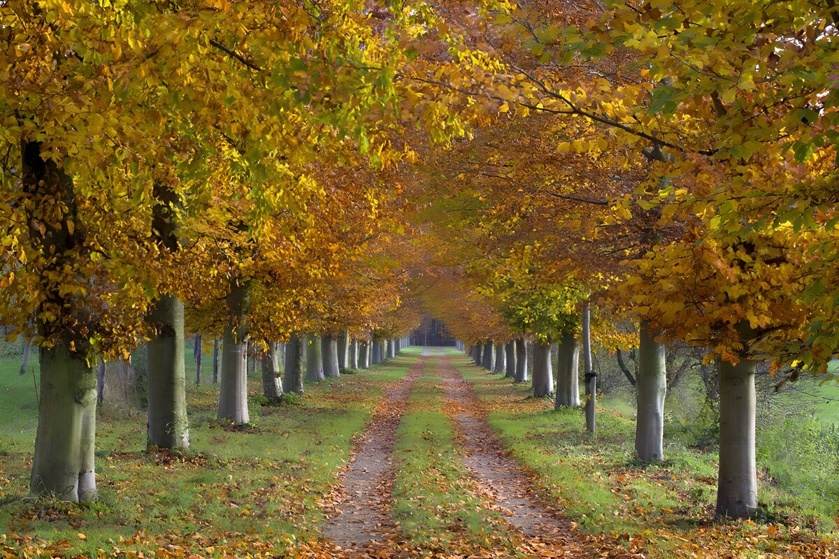 Autumn Pathway Through Colorful Trees