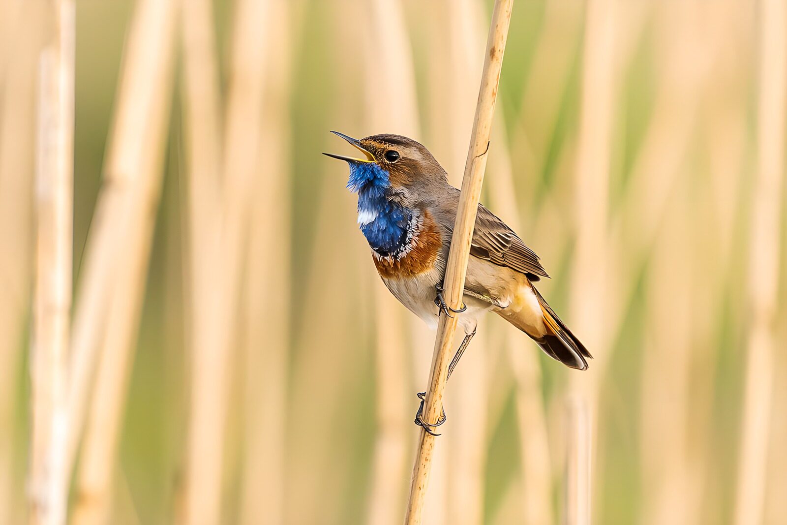 OCCOM2139114: Singing Bluethroat on a Reedy Perch