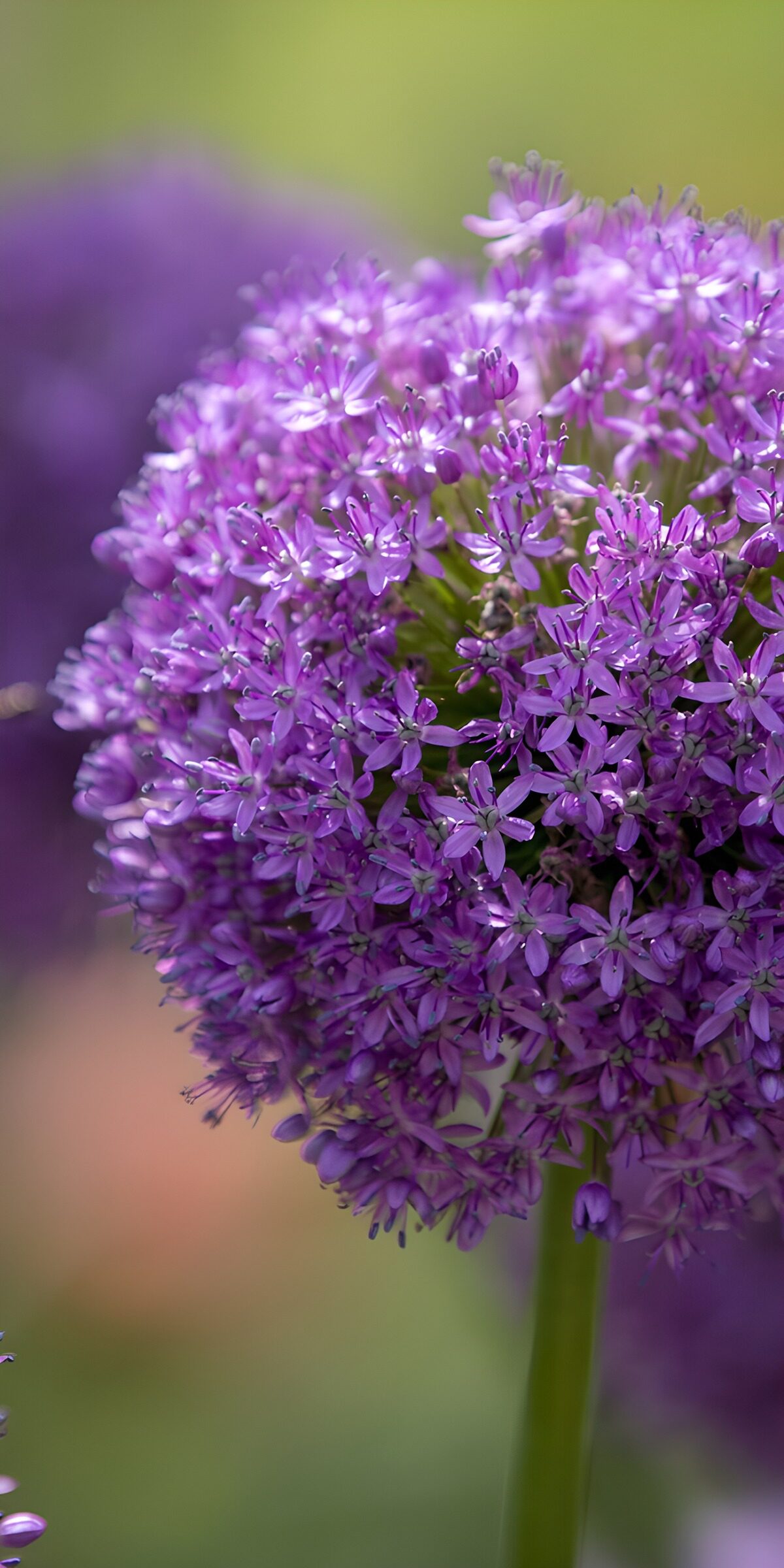 OCCOM9379898: Vibrant Purple Allium Blossom