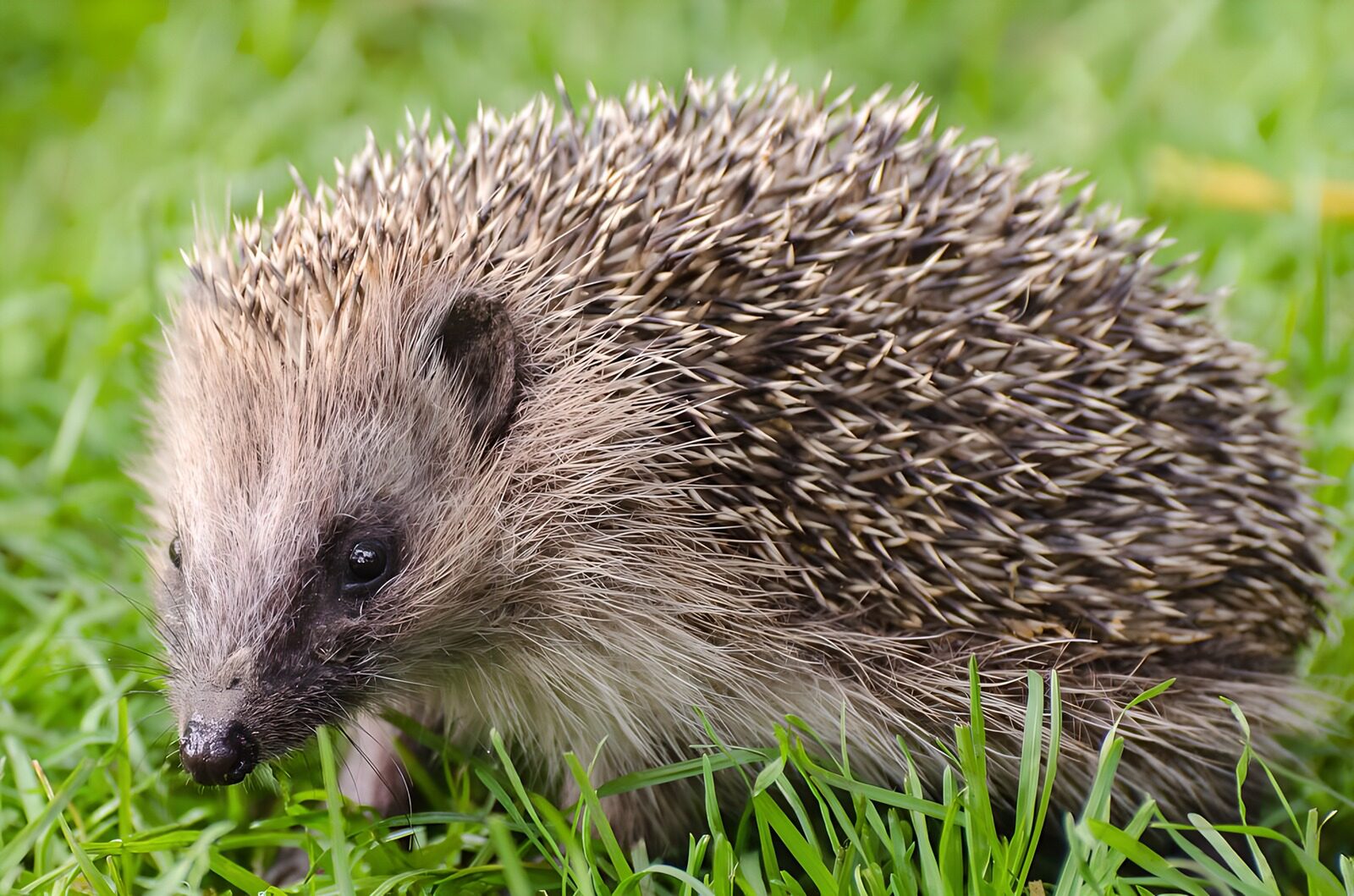 OCCOM4037081: Curious Hedgehog in the Grass