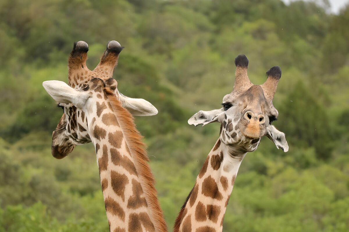 Playful Giraffes in the Wild