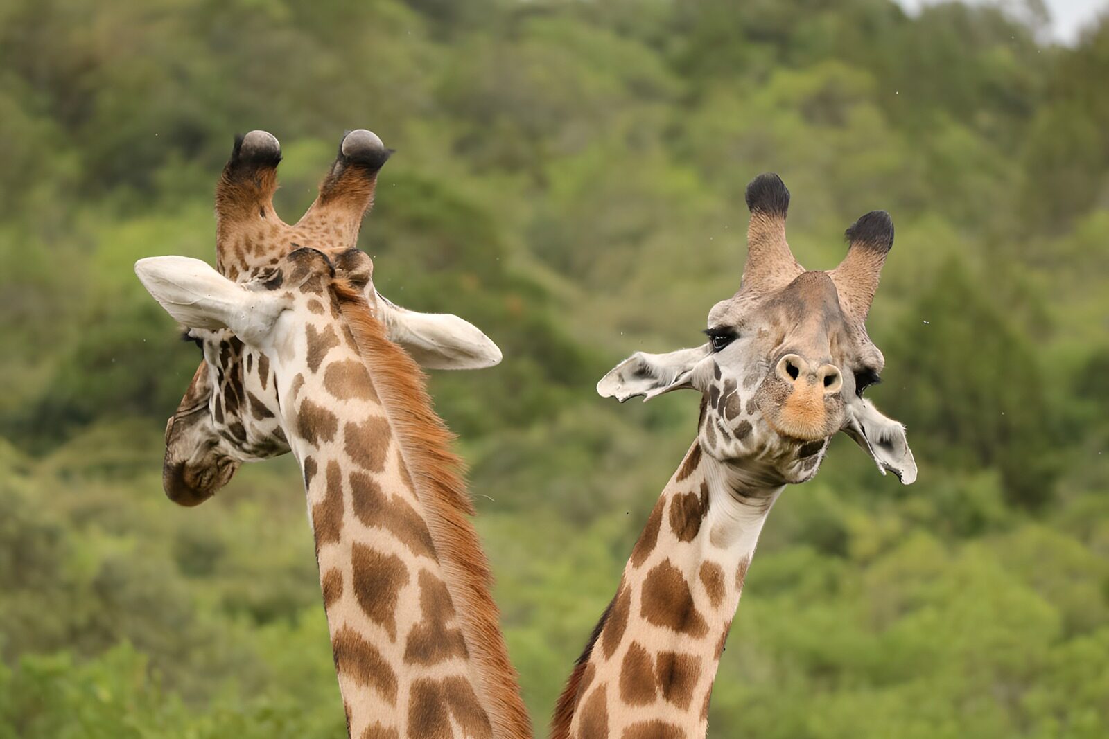 OCCOM3370610: Playful Giraffes in the Wild