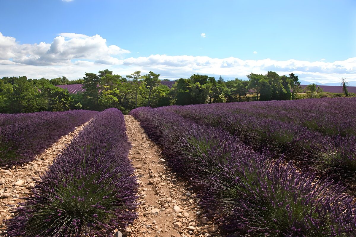Fields of Lavender Bliss