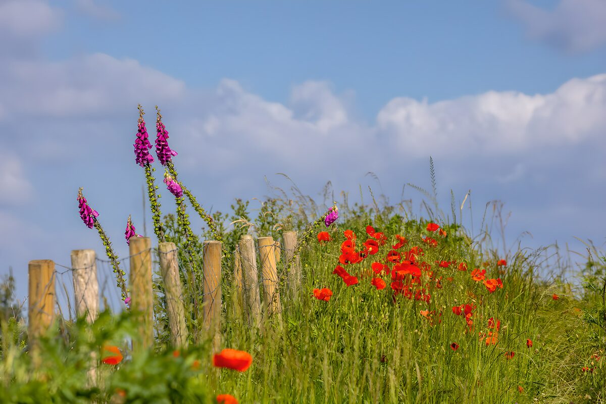 OCCOM1923037: Vibrant Meadow by the Fence