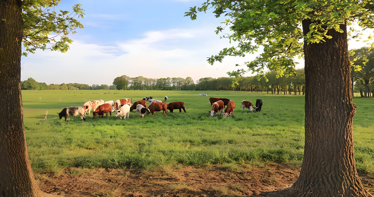 Cows Grazing in a Lush Green Meadow