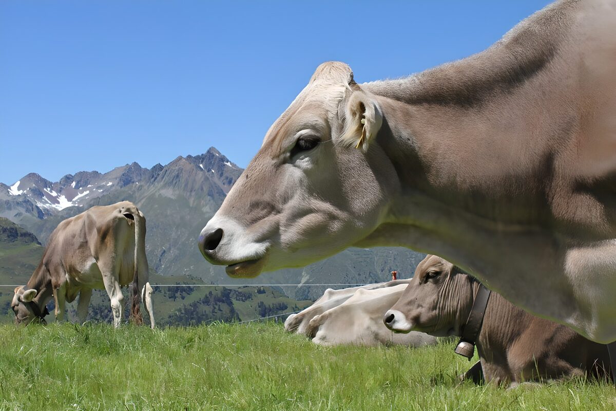 "Serene Alpine Cattle Grazing in Nature"