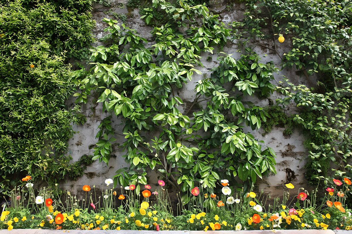 OCCOM5339925: Vibrant Wall Garden Serenity