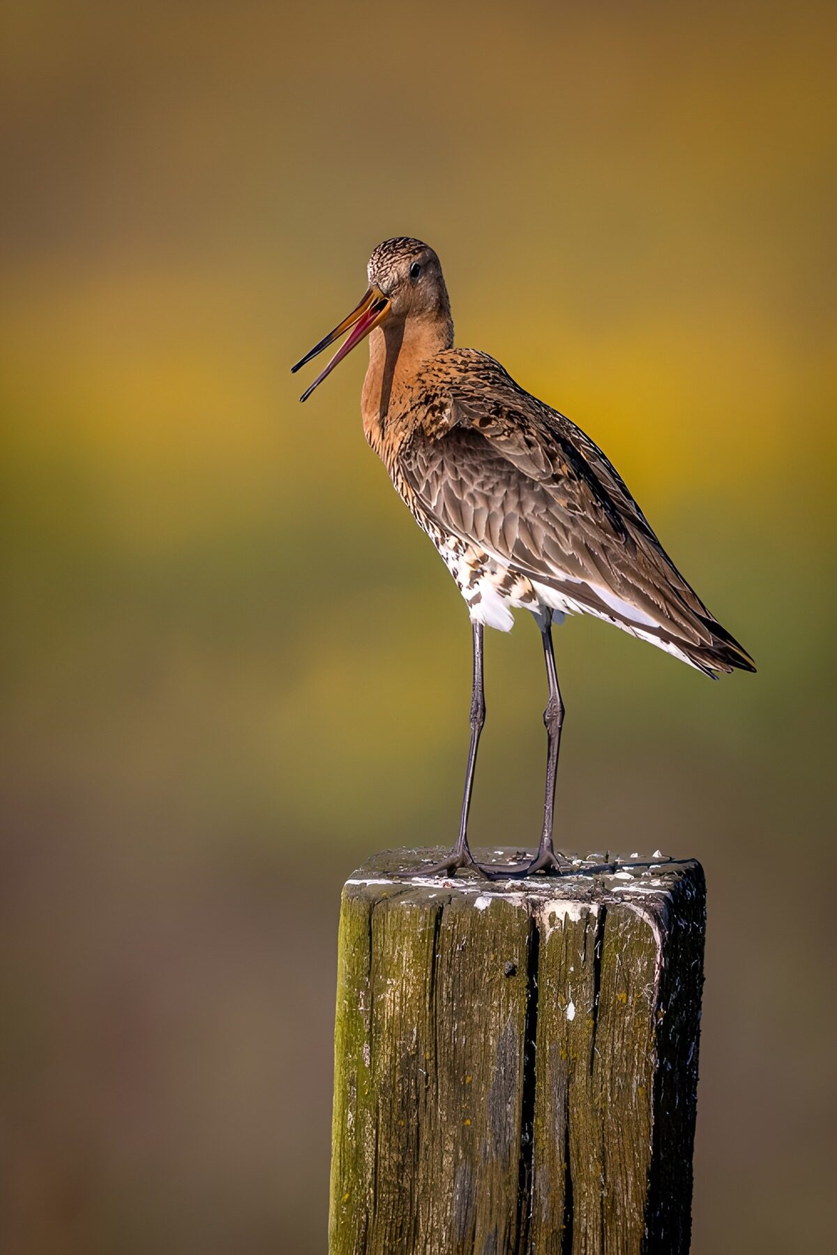 Elegant Black-Tailed Godwit on a Post