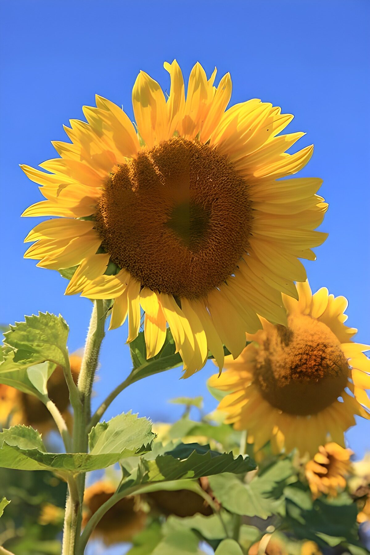 Vibrant Sunflowers Under Clear Sky