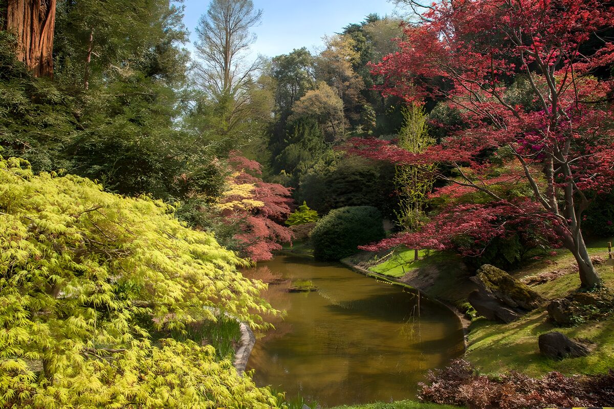Tranquil Reflections in a Japanese Garden