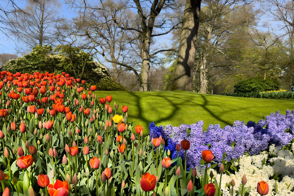 OCCOM1645783: Colorful Spring Garden Blooms