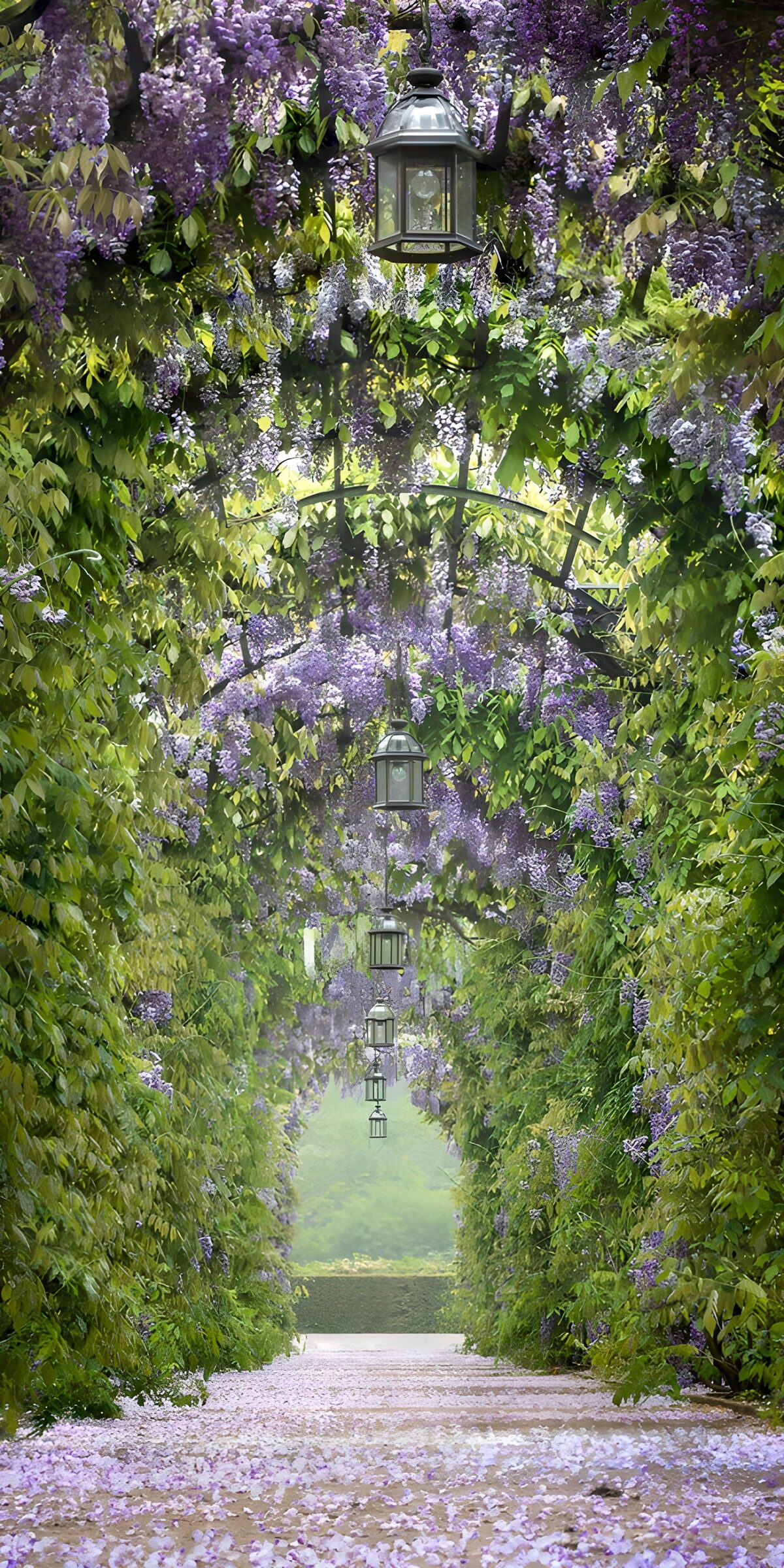 OCCOM5246072: Enchanted Wisteria Walkway