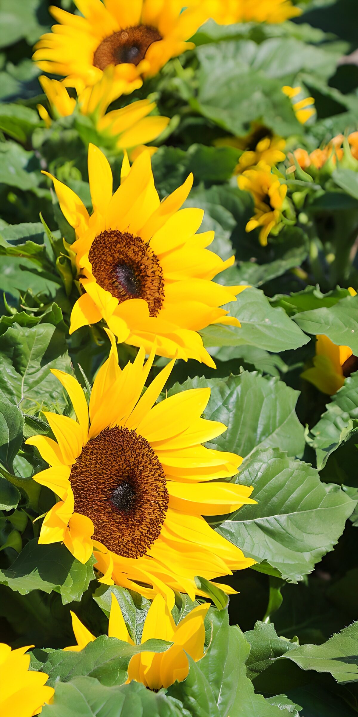 OCCOM8895846: Bright Sunflowers in Bloom