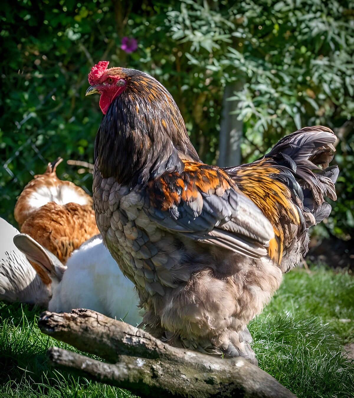 OCCOM2117844: Majestic Rooster in Sunlight