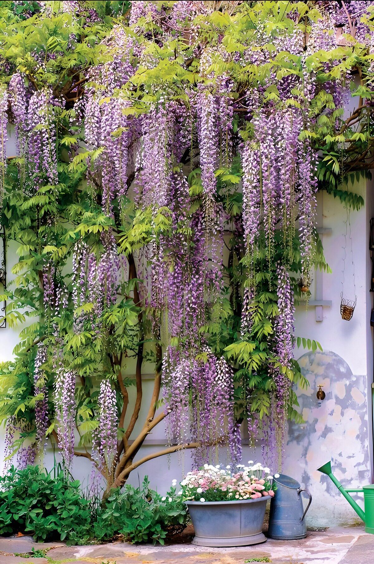 Wisteria Blooms Over Garden Wall