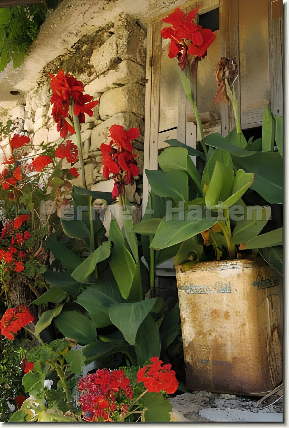 Vibrant Garden Blooms by a Rustic Wall