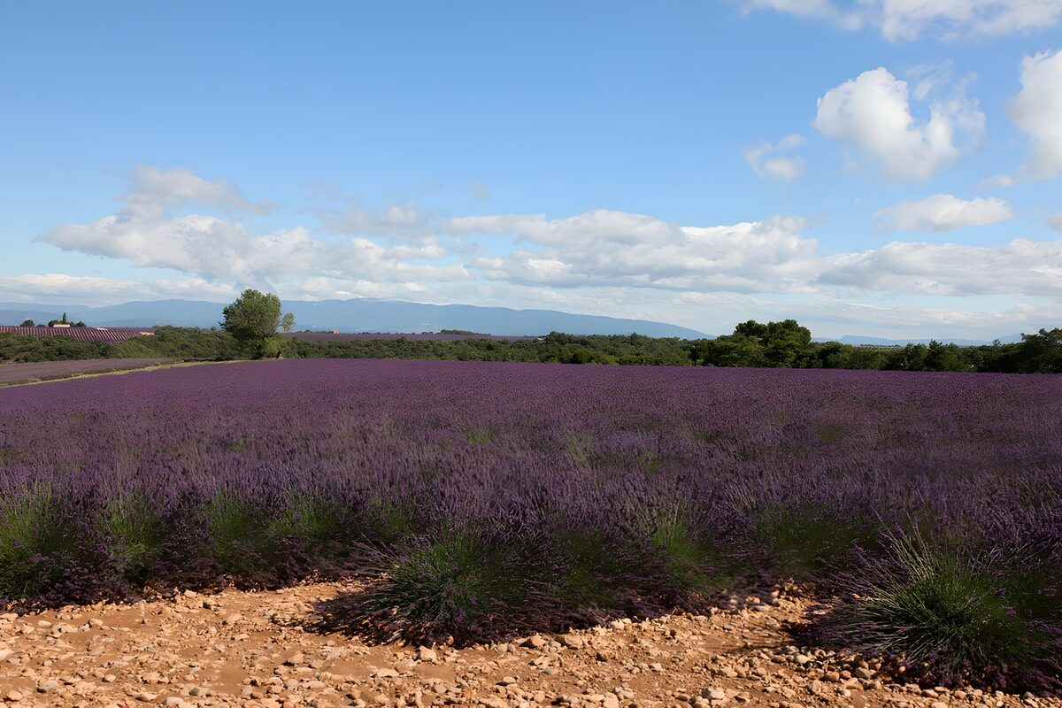 Lavender Fields Under Blue Skies