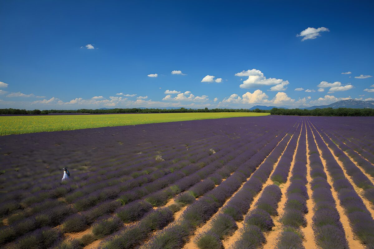 Lavender Fields Under a Blue Sky
