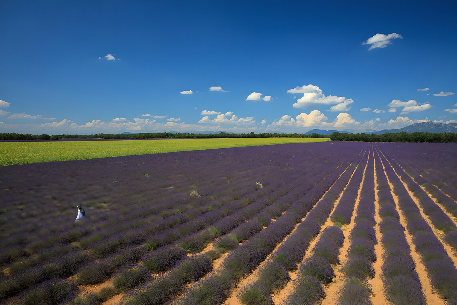 OCCOM7290935: Lavender Fields Under a Blue Sky