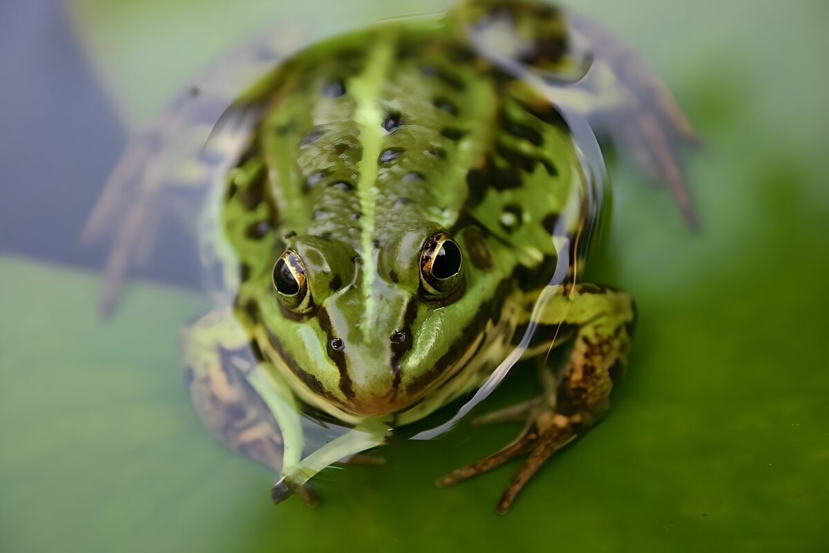 Green Frog Relaxing on Lily Pad