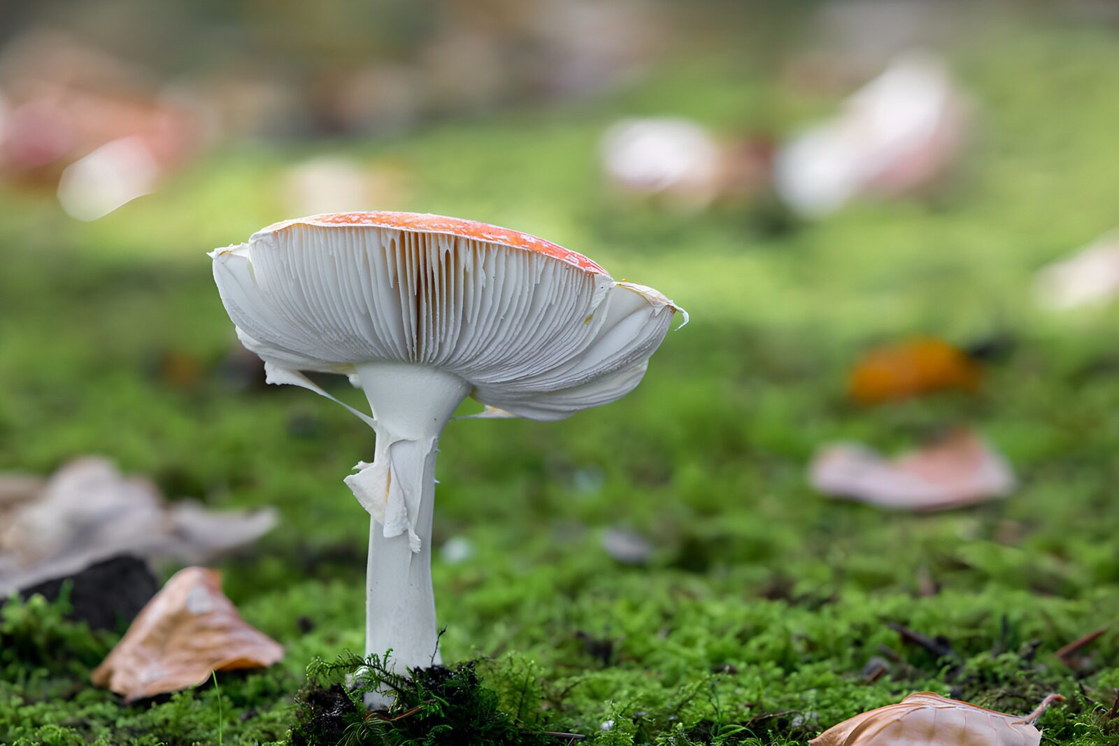 OCCOM9346989: Enigmatic Mushroom in Nature's Green
