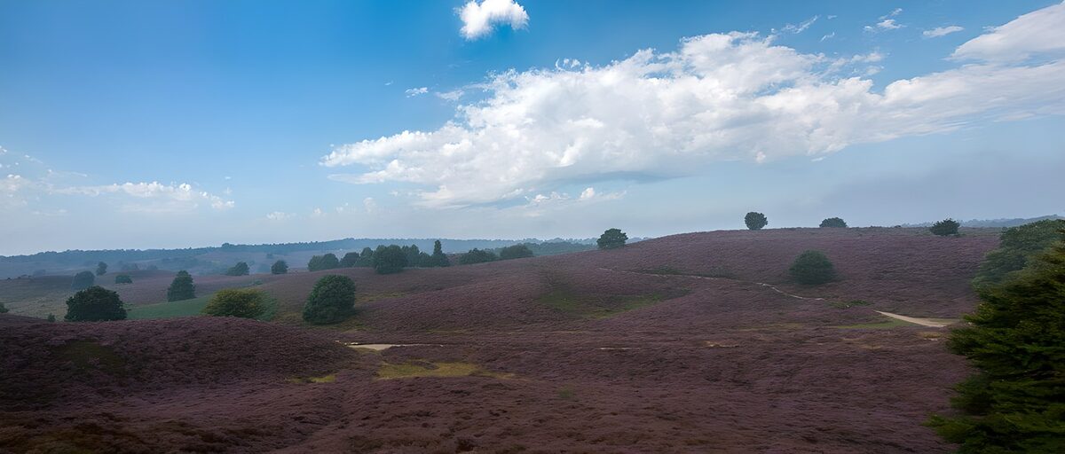 OCCOM9173010: Purple Heather Fields Under Blue Sky