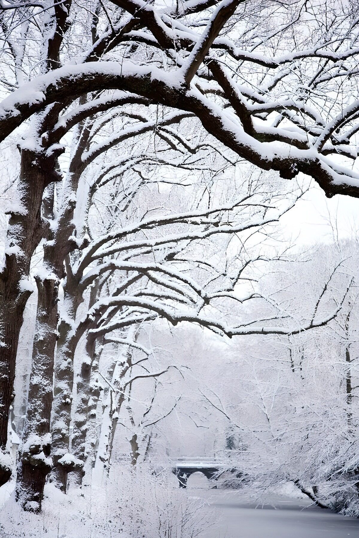 Winter Wonderland Pathway