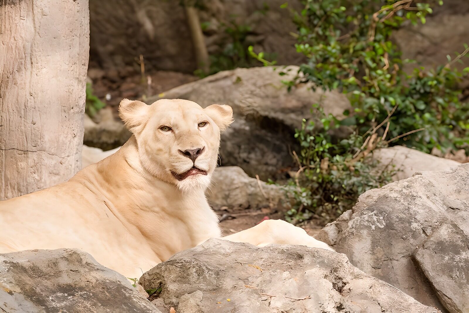 OCCOM4840049: Majestic White Lion Relaxing in Nature