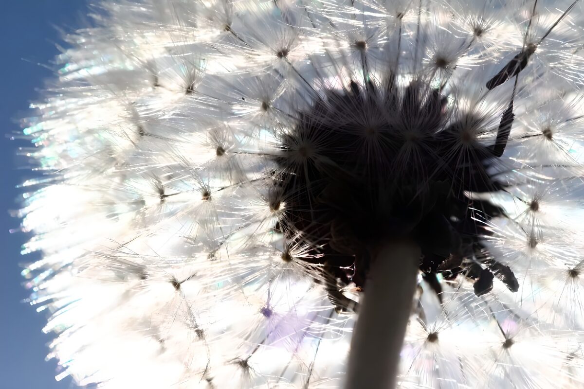 Dandelion’s Radiant Silhouette