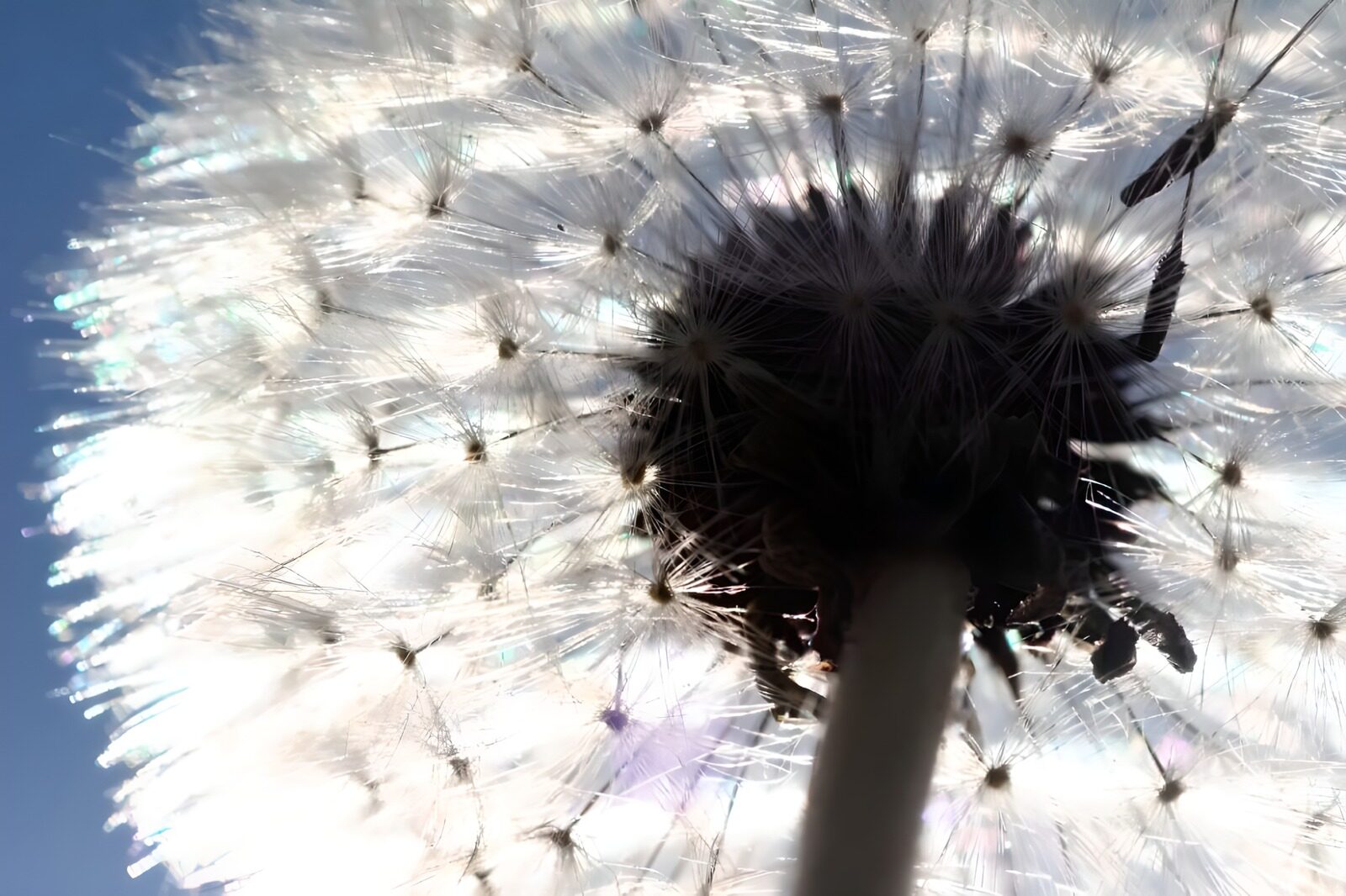 OCCOM6959146: Dandelion’s Radiant Silhouette