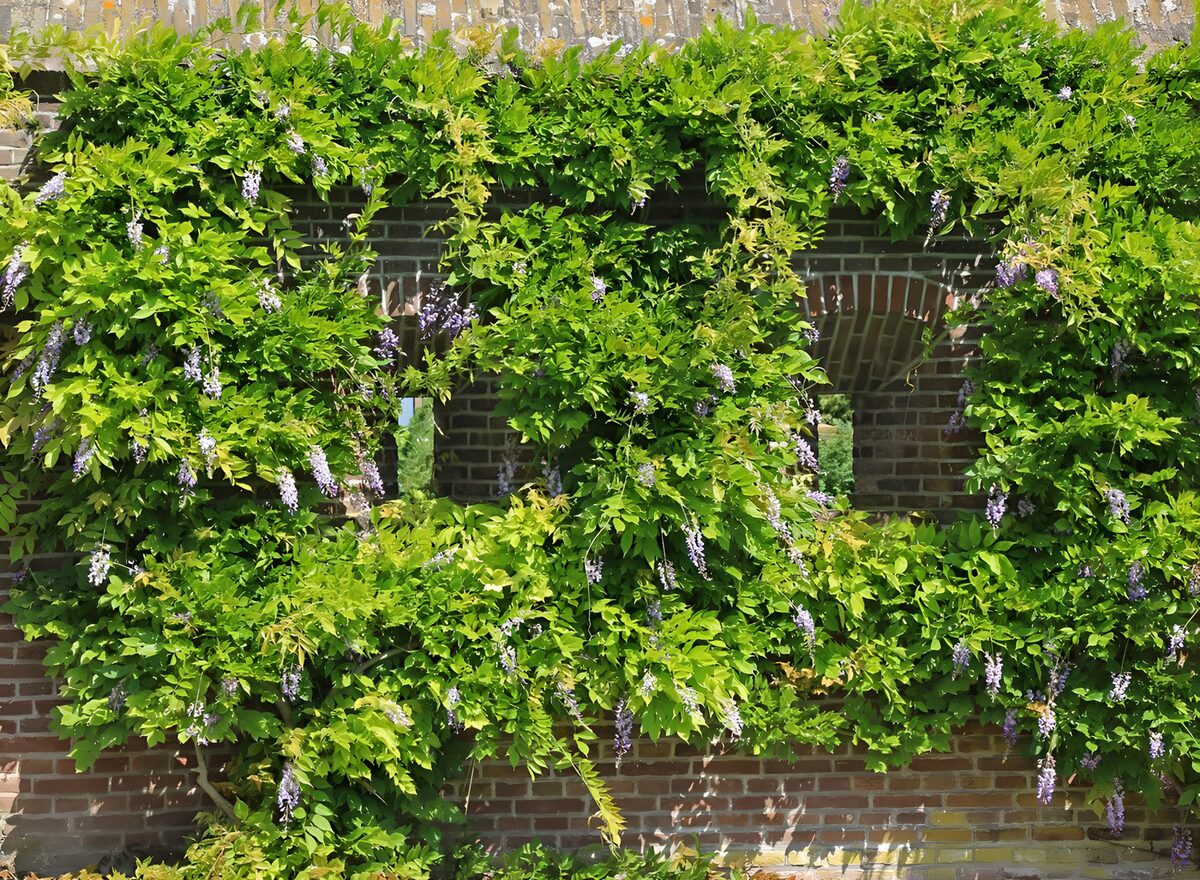 OCCOM1977312: Lush Wisteria-Covered Wall
