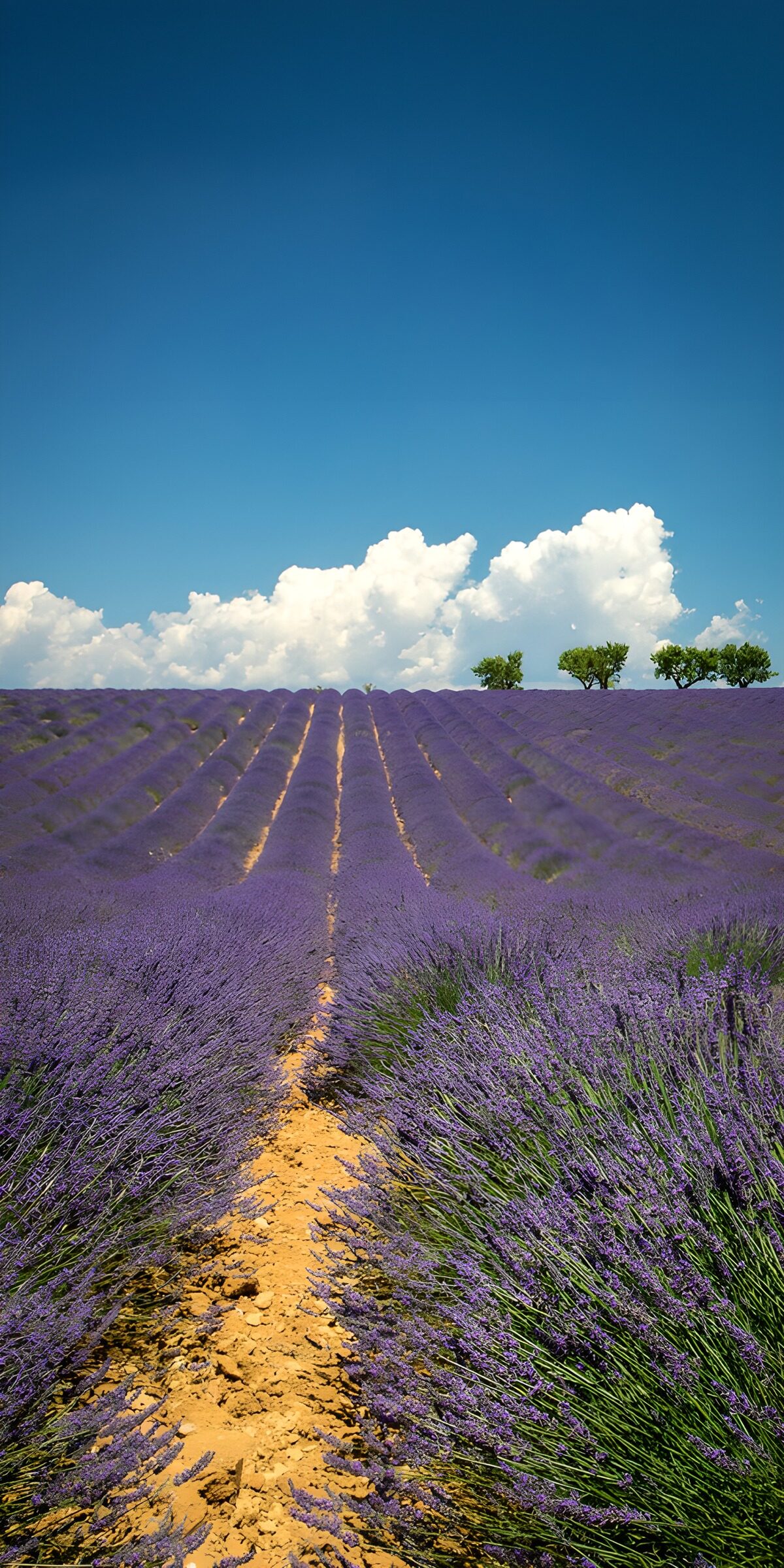 Fields of Lavender Under Blue Skies