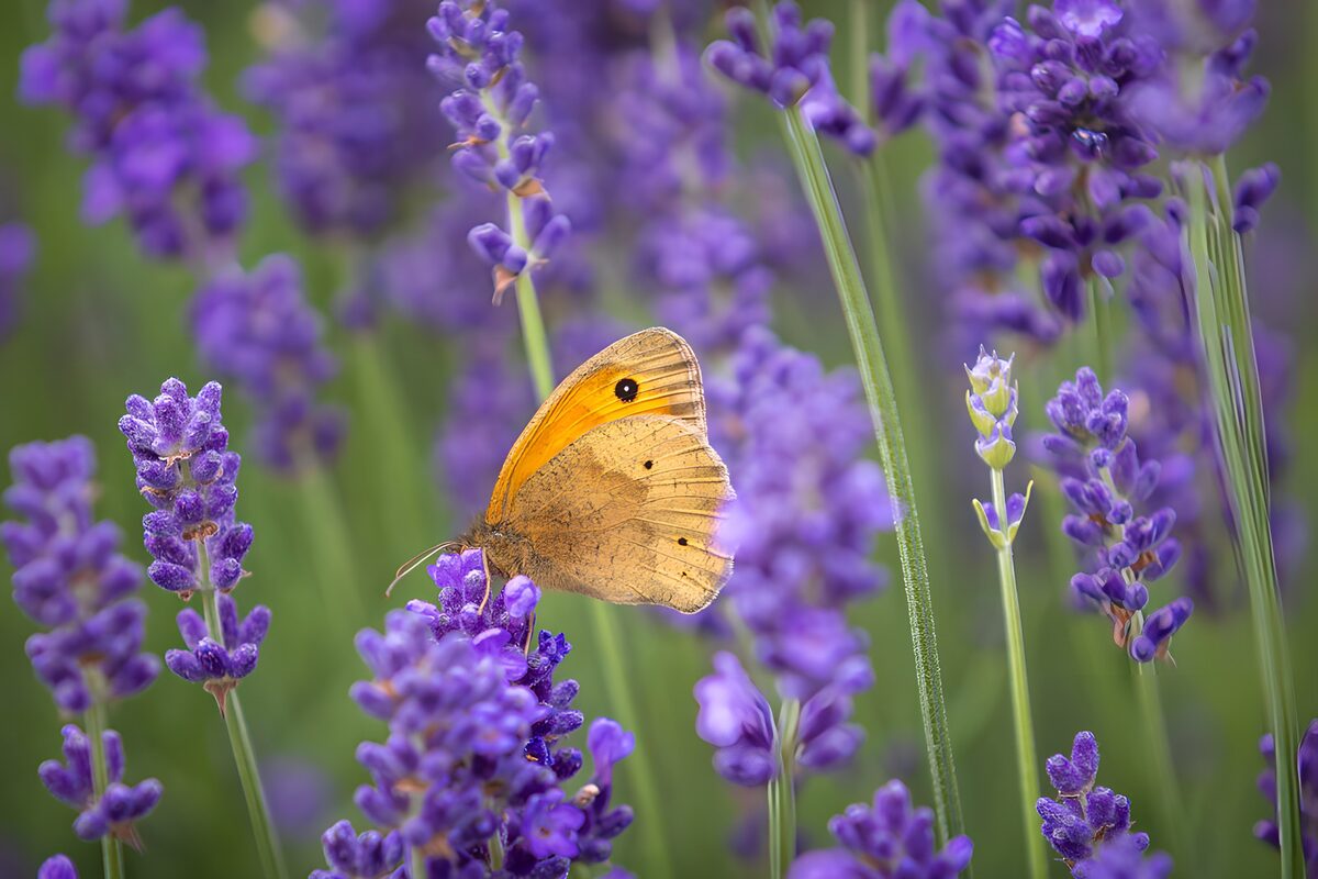 Orange Butterfly on Lavender