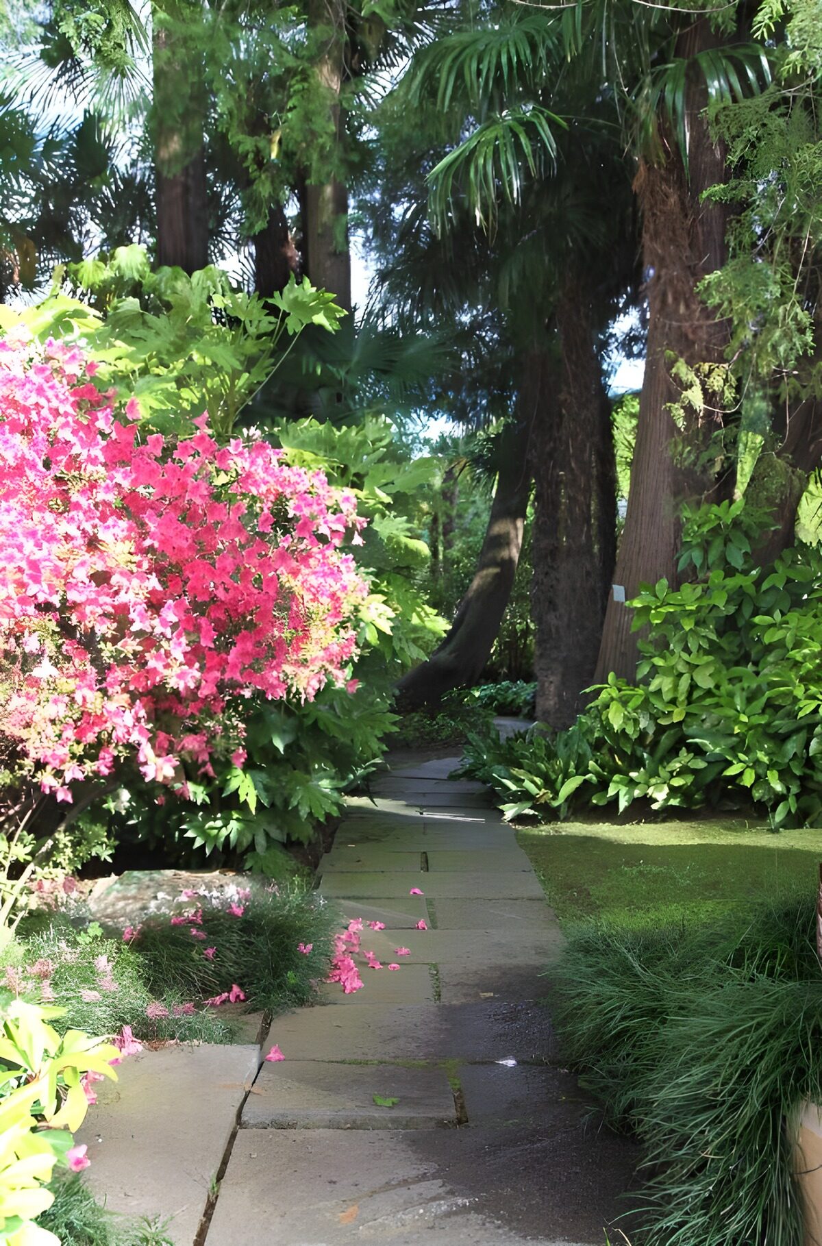 OCCOM4037698: Lush Garden Pathway