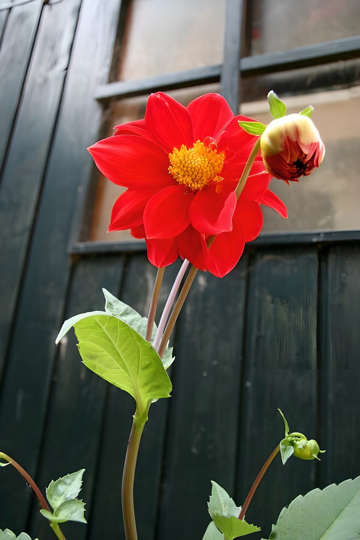 Vibrant Red Dahlia Blooming