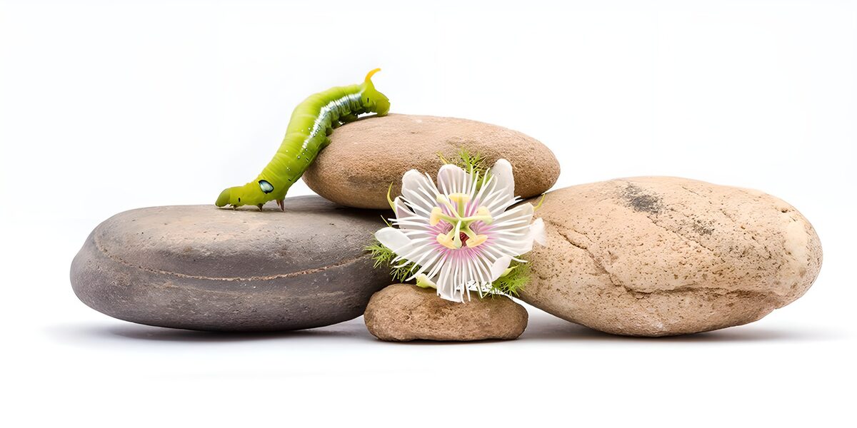 Caterpillar on Stone Arrangement