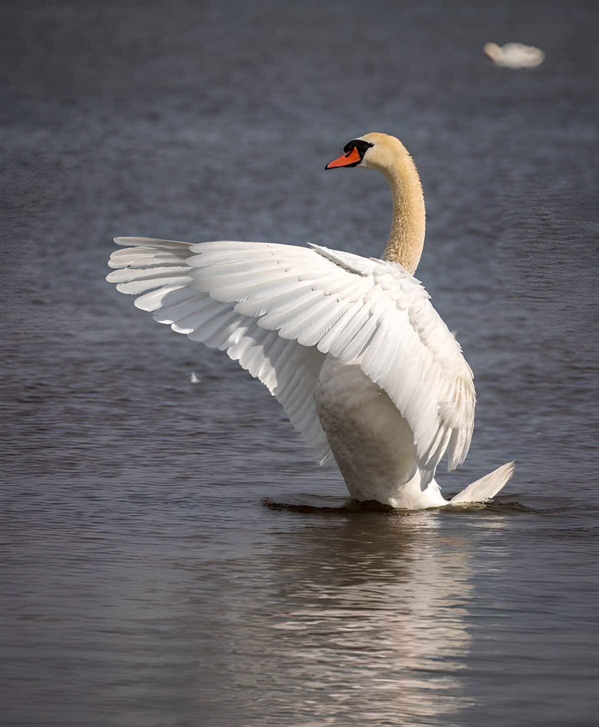 OCCOM5883958: Elegant Swan Stretching Its Wings