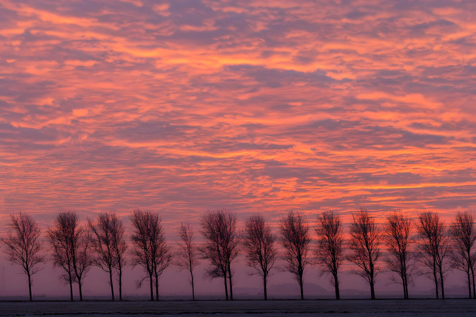 OCCOM8420644: Silhouetted Trees at Sunset