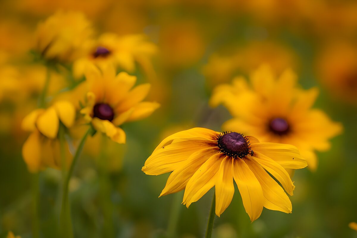 Yellow Black-Eyed Susan Close-Up