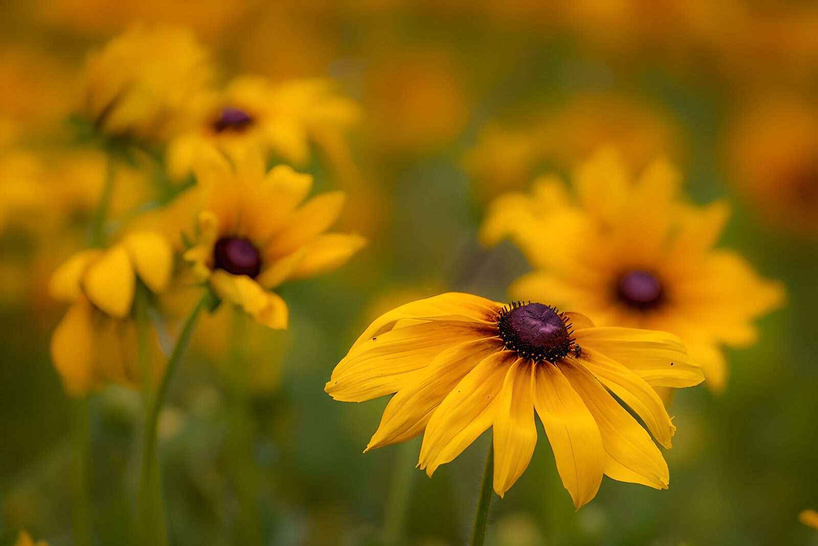 OCCOM5395737: Yellow Black-Eyed Susan Close-Up
