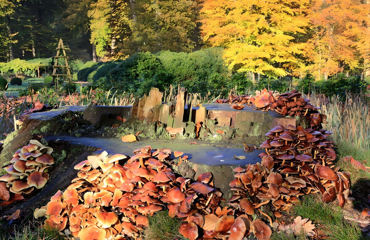 Enchanted Forest Stump with Mushrooms