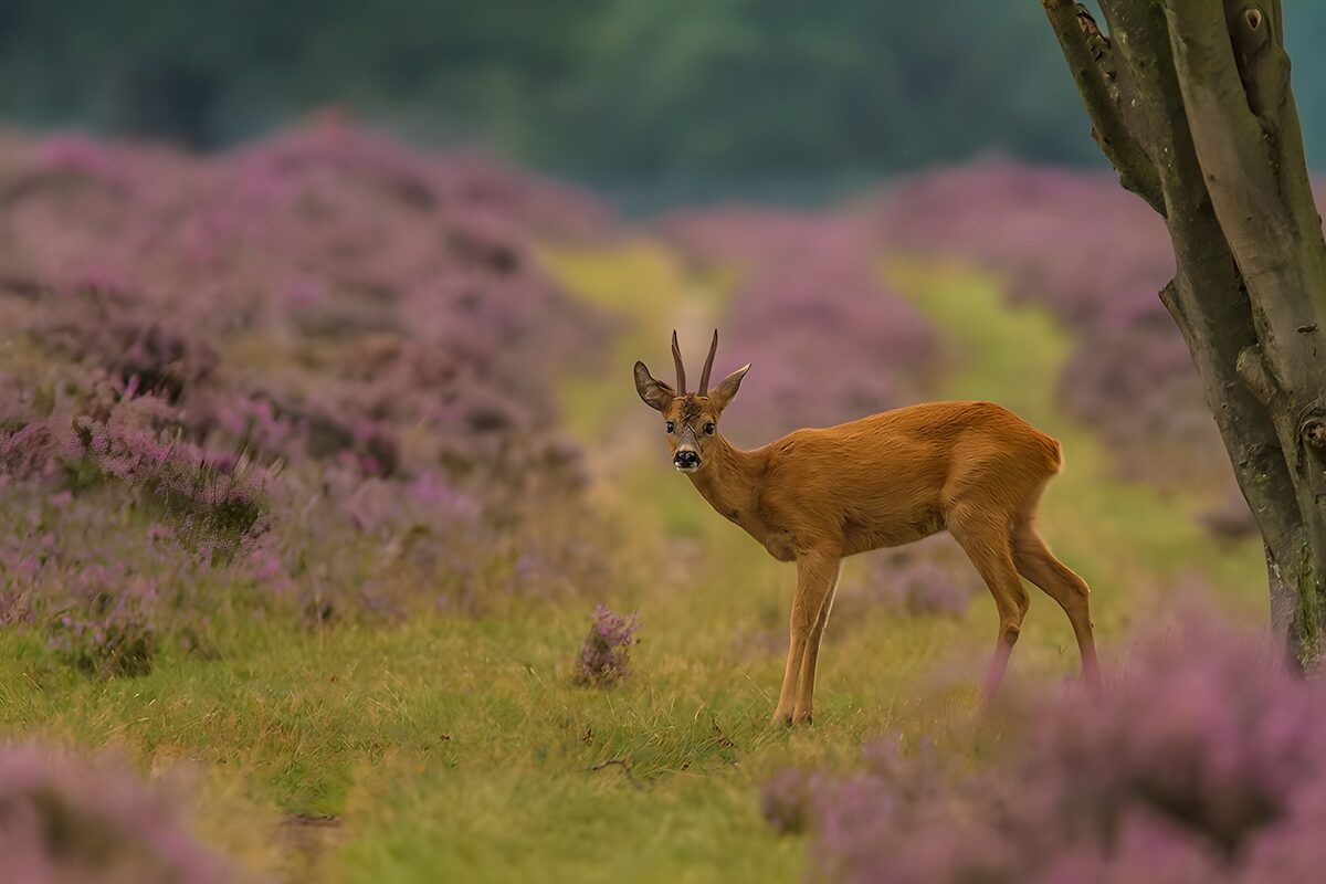 Young Roe Deer in Blooming Heather