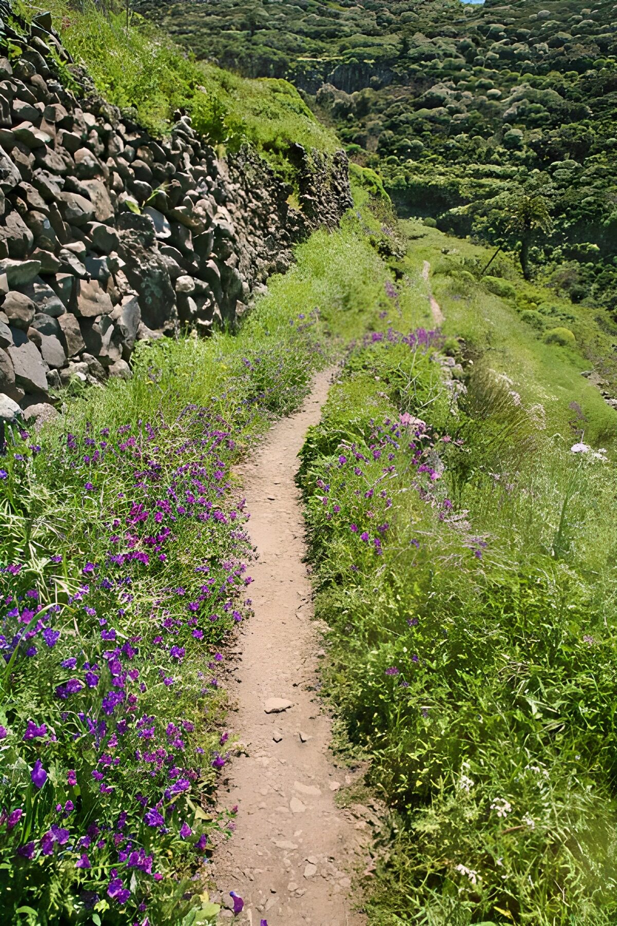 Scenic Pathway Surrounded by Wildflowers