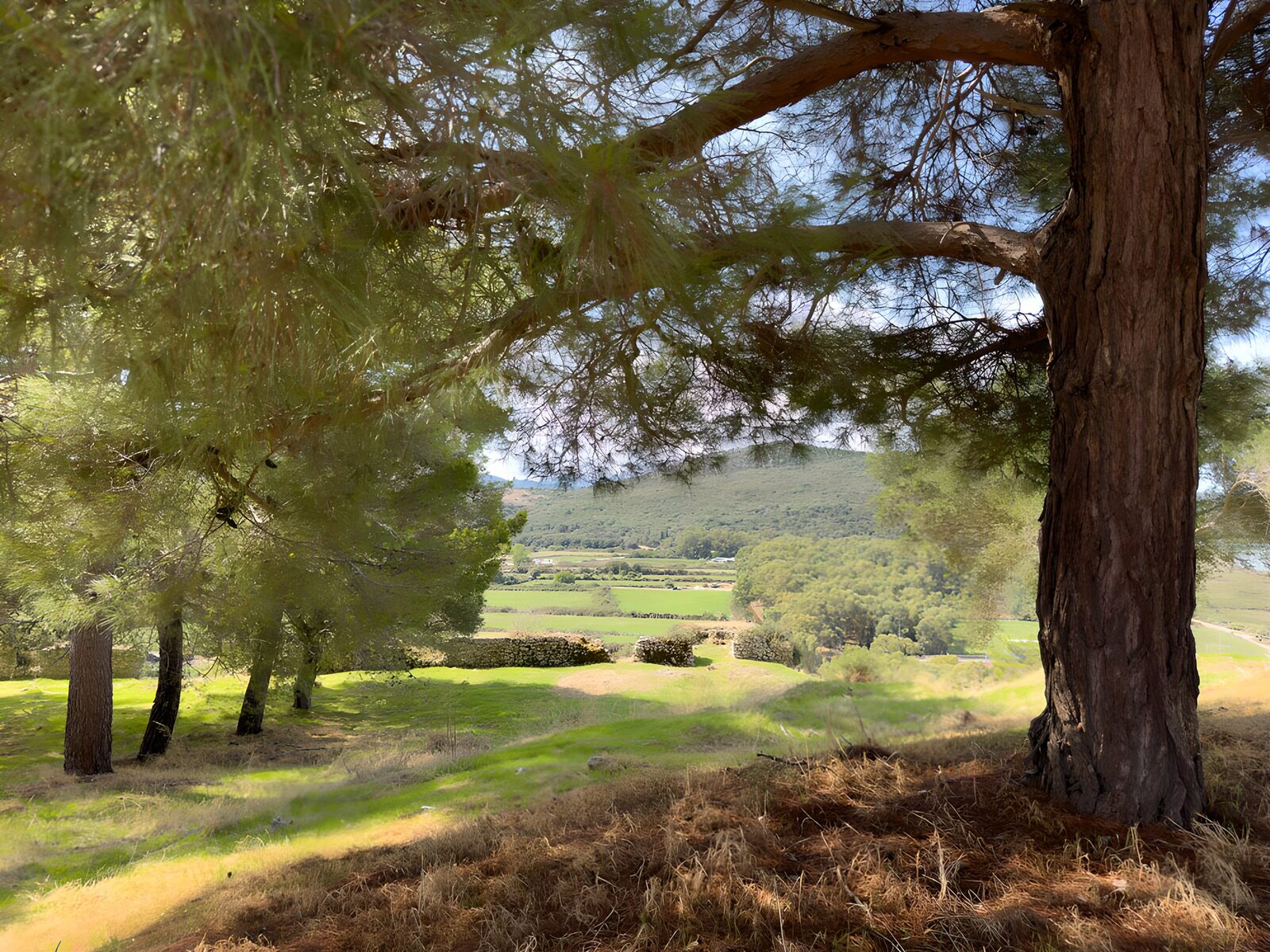 OCCOM6934498: Tranquil Landscape Beneath the Trees