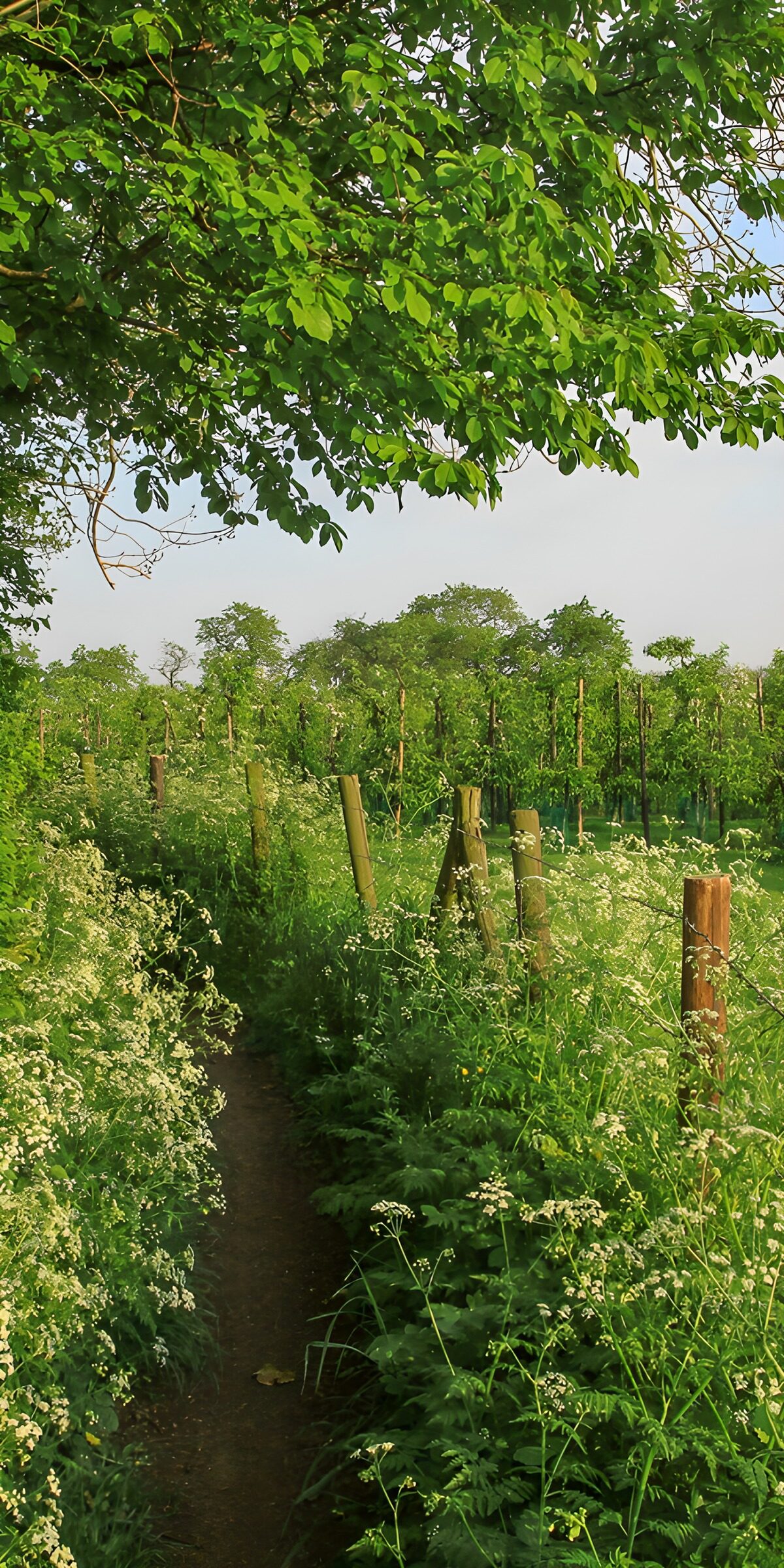 OCCOM1714416: Lush Vineyard Pathway in Spring