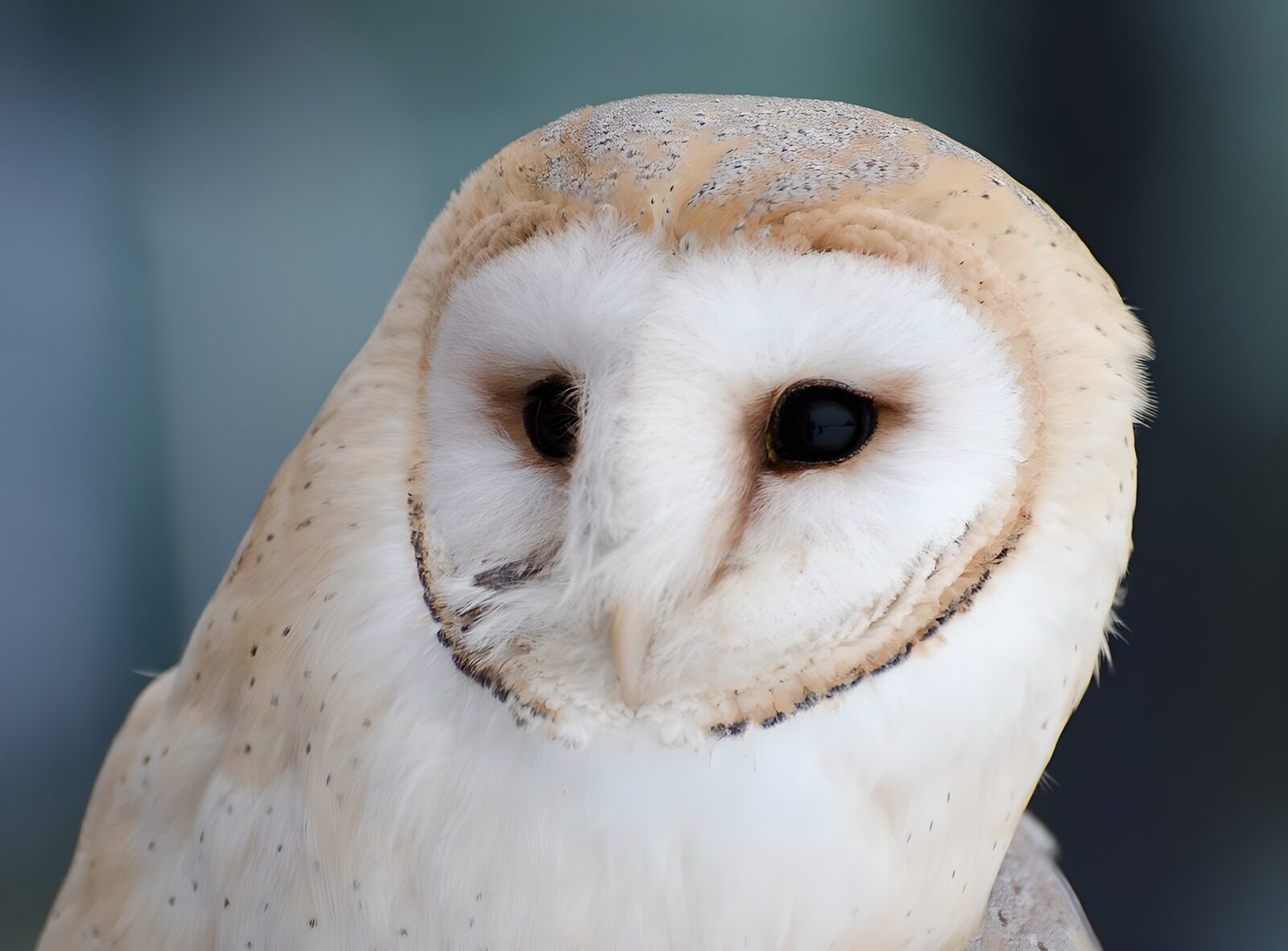 OCCOM8013426: Enigmatic Barn Owl Close-Up