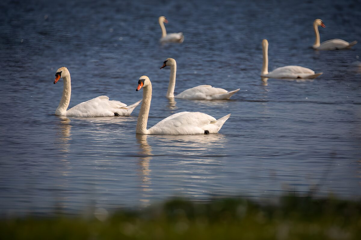 Swans Gracefully Gliding on Water