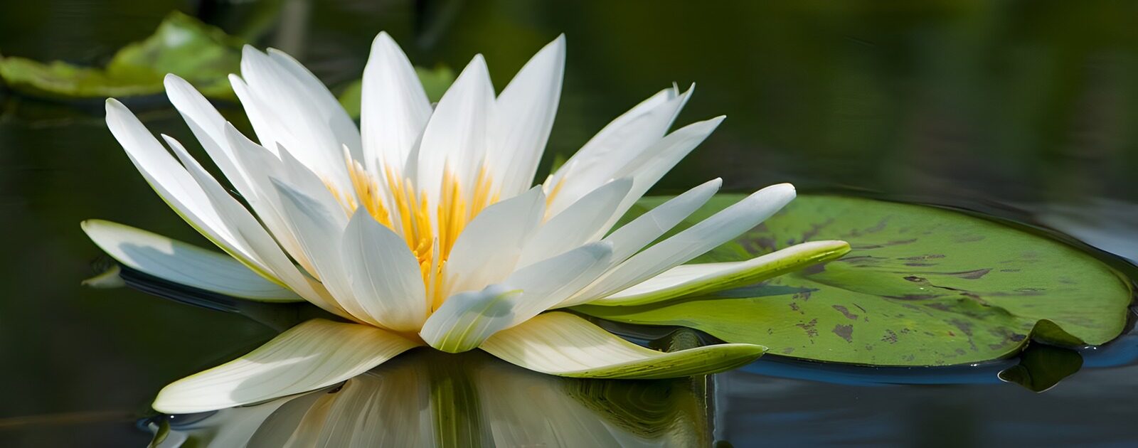 OCCOM2613406: Elegant Water Lily in Bloom