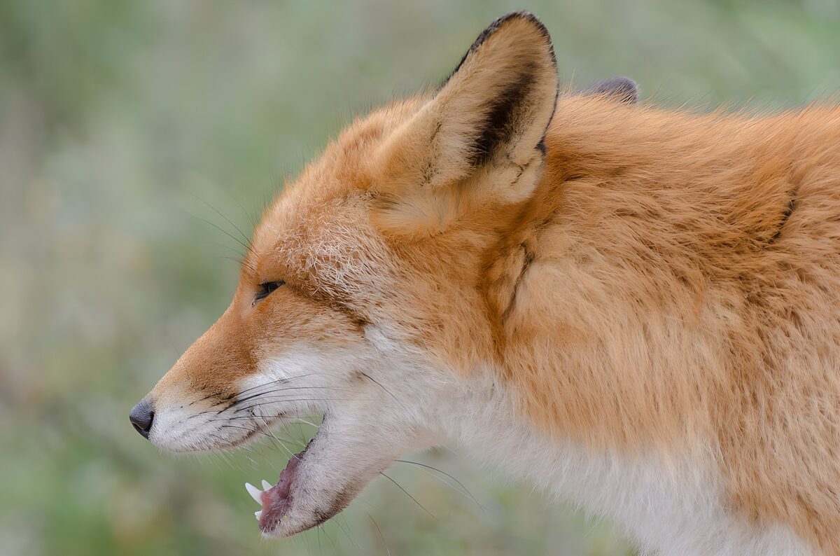 Alert Fox in Profile