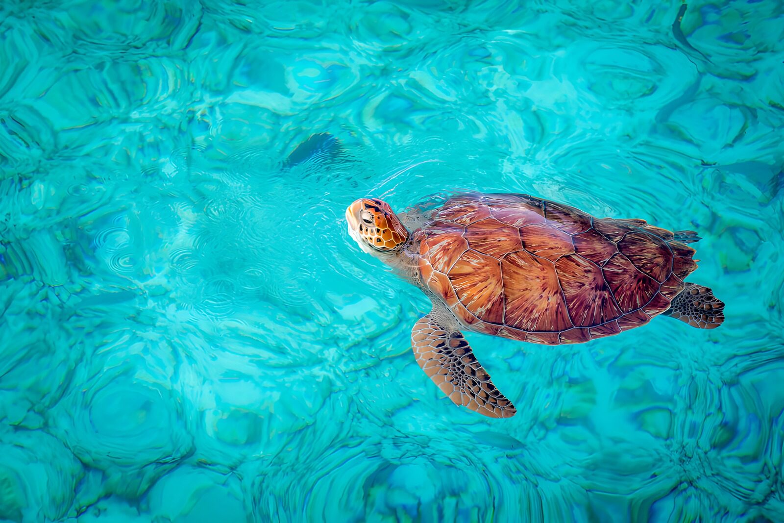 OCCOM4491302: Graceful Sea Turtle in Crystal Clear Water